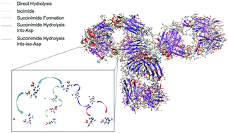 Graphical abstract: Deamidation reaction network mapping of pharmacologic and related proteins: impact of solvation dielectric on the degradation energetics of asparagine dipeptides