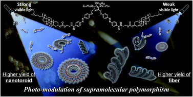 Graphical abstract: Photo-modulation of supramolecular polymorphism in the self-assembly of a scissor-shaped azobenzene dyad into nanotoroids and fibers