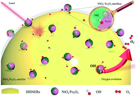 Graphical abstract: In situ Raman spectroscopy reveals the structure evolution and lattice oxygen reaction pathway induced by the crystalline–amorphous heterojunction for water oxidation