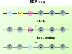 Graphical abstract: Bisulfite-free and single-nucleotide resolution sequencing of DNA epigenetic modification of 5-hydroxymethylcytosine using engineered deaminase