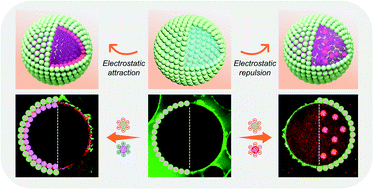 Graphical abstract: Non-covalent reconfigurable microgel colloidosomes with a well-defined bilayer shell