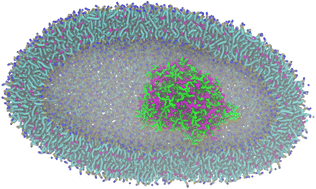 Graphical abstract: Capturing coacervate formation and protein partition by molecular dynamics simulation
