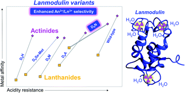 Graphical abstract: Engineering lanmodulin's selectivity for actinides over lanthanides by controlling solvent coordination and second-sphere interactions