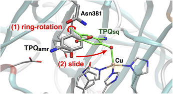 Graphical abstract: Molecular mechanism of a large conformational change of the quinone cofactor in the semiquinone intermediate of bacterial copper amine oxidase