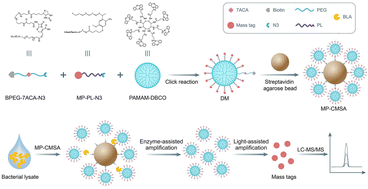 Graphical abstract: Ultrasensitive detection of β-lactamase-associated drug-resistant bacteria using a novel mass-tagged probe-mediated cascaded signal amplification strategy