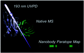 Graphical abstract: Mapping paratopes of nanobodies using native mass spectrometry and ultraviolet photodissociation