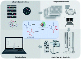 Graphical abstract: Directed evolution of a cyclodipeptide synthase with new activities via label-free mass spectrometric screening