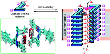 Graphical abstract: Selective and rapid water transportation across a self-assembled peptide-diol channel via the formation of a dual water array