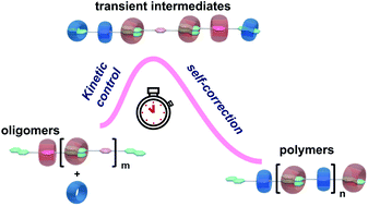 Graphical abstract: Supramolecular copolymerization through self-correction of non-polymerizable transient intermediates