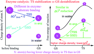 Graphical abstract: Key difference between transition state stabilization and ground state destabilization: increasing atomic charge densities before or during enzyme–substrate binding