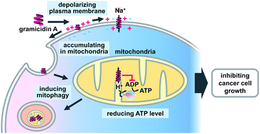 Graphical abstract: Gramicidin A accumulates in mitochondria, reduces ATP levels, induces mitophagy, and inhibits cancer cell growth