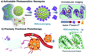 Graphical abstract: Albumin-mediated “Unlocking” of supramolecular prodrug-like nanozymes toward selective imaging-guided phototherapy
