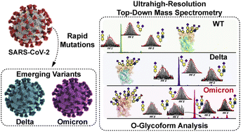 Graphical abstract: Distinct core glycan and O-glycoform utilization of SARS-CoV-2 Omicron variant Spike protein RBD revealed by top-down mass spectrometry