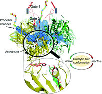 Graphical abstract: Cryo-EM structure of acylpeptide hydrolase reveals substrate selection by multimerization and a multi-state serine-protease triad