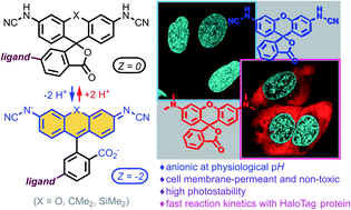 Graphical abstract: N-Cyanorhodamines: cell-permeant, photostable and bathochromically shifted analogues of fluoresceins