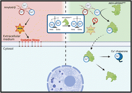 Graphical abstract: Development of Cu(ii)-specific peptide shuttles capable of preventing Cu–amyloid beta toxicity and importing bioavailable Cu into cells