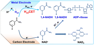 Graphical abstract: Electrocatalytic NAD+ reduction via hydrogen atom-coupled electron transfer