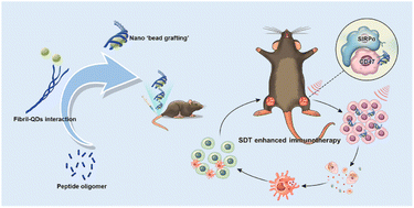 Graphical abstract: Peptide nano ‘bead-grafting’ for SDT-facilitated immune checkpoints blocking