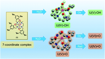 Graphical abstract: Unprecedented pairs of uranium (iv/v) hydroxido and (iv/v/vi) oxido complexes supported by a seven-coordinate cyclen-anchored tris-aryloxide ligand