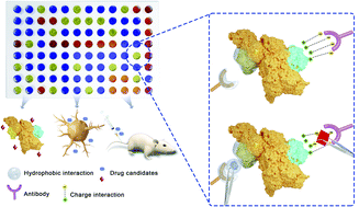 Graphical abstract: Epitope alteration by small molecules and applications in drug discovery