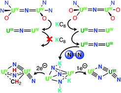 Graphical abstract: Nitrogen activation and cleavage by a multimetallic uranium complex