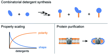 Graphical abstract: Combinatorial synthesis enables scalable designer detergents for membrane protein studies