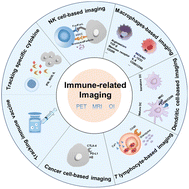 Graphical abstract: Imaging strategies for monitoring the immune response