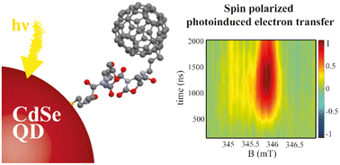 Graphical abstract: Direct detection of spin polarization in photoinduced charge transfer through a chiral bridge