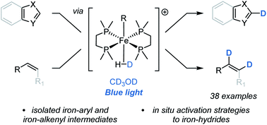Graphical abstract: Iron-catalysed alkene and heteroarene H/D exchange by reversible protonation of iron-hydride intermediates