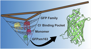 Graphical abstract: Discovery of a monomeric green fluorescent protein sensor for chloride by structure-guided bioinformatics