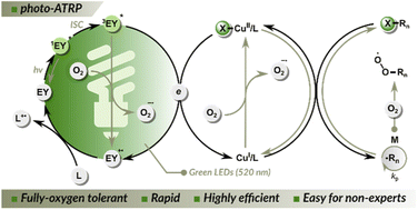 Graphical abstract: Open-air green-light-driven ATRP enabled by dual photoredox/copper catalysis