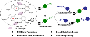 Graphical abstract: Aryl diazonium intermediates enable mild DNA-compatible C–C bond formation for medicinally relevant combinatorial library synthesis