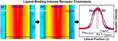 Graphical abstract: Ligand-binding assay based on microfluidic chemotaxis of porphyrin receptors