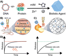 Graphical abstract: Carrier gas triggered controlled biolistic delivery of DNA and protein therapeutics from metal–organic frameworks