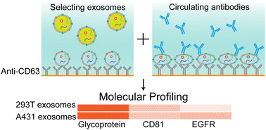 Graphical abstract: Label-free imaging and biomarker analysis of exosomes with plasmonic scattering microscopy