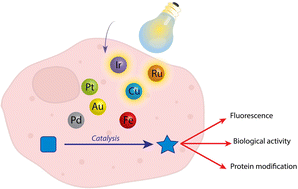 Graphical abstract: Metal complexes for catalytic and photocatalytic reactions in living cells and organisms