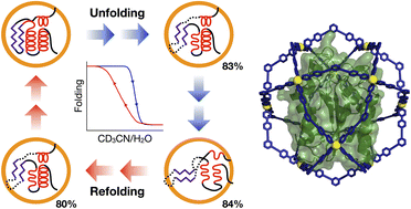 Graphical abstract: Hysteresis behavior in the unfolding/refolding processes of a protein trapped in metallo-cages