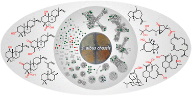 Graphical abstract: Building Streptomyces albus as a chassis for synthesis of bacterial terpenoids