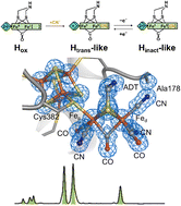 Graphical abstract: Binding of exogenous cyanide reveals new active-site states in [FeFe] hydrogenases