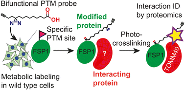 Graphical abstract: Discovery of lipid-mediated protein–protein interactions in living cells using metabolic labeling with photoactivatable clickable probes