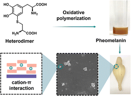 Graphical abstract: Biomimetic pheomelanin to unravel the electronic, molecular and supramolecular structure of the natural product