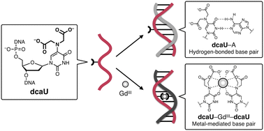 Graphical abstract: Metal-dependent base pairing of bifacial iminodiacetic acid-modified uracil bases for switching DNA hybridization partner