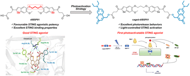 Graphical abstract: Discovery of a photoactivatable dimerized STING agonist based on the benzo[b]selenophene scaffold