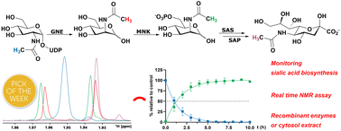 Graphical abstract: Real-time monitoring of the sialic acid biosynthesis pathway by NMR