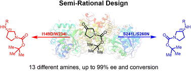 Graphical abstract: Structure-guided semi-rational design of an imine reductase for enantio-complementary synthesis of pyrrolidinamine