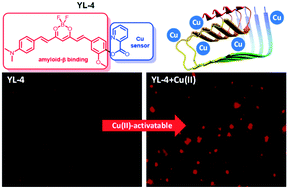 Graphical abstract: Turn-on fluorescent sensors for Cu-rich amyloid β peptide aggregates