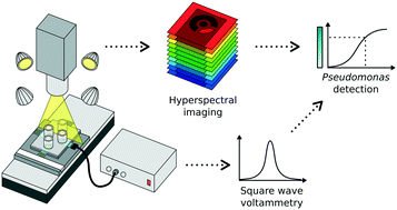 Graphical abstract: Combining hyperspectral imaging and electrochemical sensing for detection of Pseudomonas aeruginosa through pyocyanin production