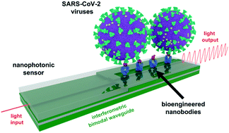 Graphical abstract: Rapid and direct quantification of the SARS-CoV-2 virus with an ultrasensitive nanobody-based photonic nanosensor