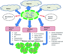 Graphical abstract: Revisiting algal lipids and cellular stress-causing strategies for ameliorating the productivity of suitable lipids of microalgae for biofuel applications