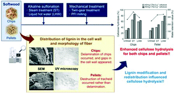 Graphical abstract: The pretreatment of softwood chips and pellets by alkali sulfonation and thermomechanical pulping and its influence on lignin redistribution and the enzyme mediated hydrolysis of the cellulose component